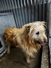 MESSI, Hund, Mischlingshund in Ungarn - Bild 21