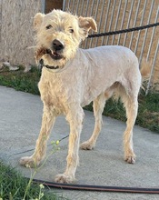 MESSI, Hund, Mischlingshund in Ungarn - Bild 27