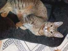 FLORIDA, Katze, Europäisch Kurzhaar-Mix in Bulgarien - Bild 10