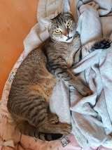 FLORIDA, Katze, Europäisch Kurzhaar-Mix in Bulgarien - Bild 11