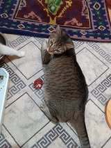 FLORIDA, Katze, Europäisch Kurzhaar-Mix in Bulgarien - Bild 12