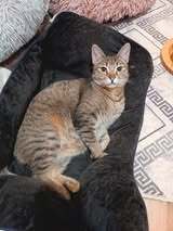 FLORIDA, Katze, Europäisch Kurzhaar-Mix in Bulgarien - Bild 13