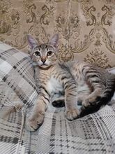 FLORIDA, Katze, Europäisch Kurzhaar-Mix in Bulgarien - Bild 6