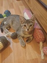 FLORIDA, Katze, Europäisch Kurzhaar-Mix in Bulgarien - Bild 7