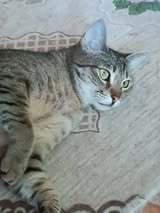 FLORIDA, Katze, Europäisch Kurzhaar-Mix in Bulgarien - Bild 9