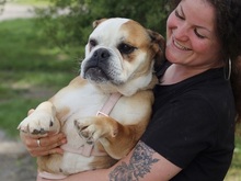 TAYA, Hund, Englische Bulldogge in Ungarn