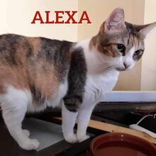 ALEXA, Katze, Europäisch Kurzhaar-Mix in Hannover