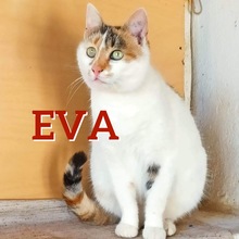 EVA, Katze, Europäisch Kurzhaar-Mix in Düsseldorf