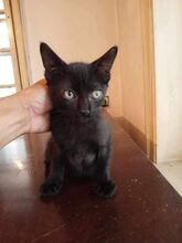 FRITZI, Katze, Europäisch Kurzhaar in Hannover - Bild 13