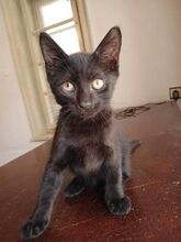 FRITZI, Katze, Europäisch Kurzhaar in Hannover - Bild 2