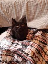 FRITZI, Katze, Europäisch Kurzhaar in Hannover - Bild 3