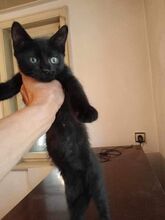 FRITZI, Katze, Europäisch Kurzhaar in Hannover - Bild 5