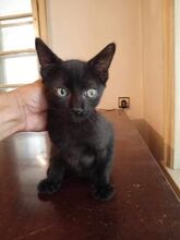 FRITZI, Katze, Europäisch Kurzhaar in Hannover - Bild 6