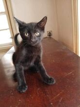 FRITZI, Katze, Europäisch Kurzhaar in Hannover - Bild 7