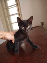 FRITZI, Katze, Europäisch Kurzhaar in Hannover - Bild 8