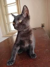FRITZI, Katze, Europäisch Kurzhaar in Hannover - Bild 9