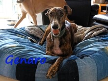 GENARO, Hund, Galgo Español in Köln
