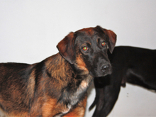 WIFI, Hund, Mischlingshund in Spanien - Bild 12