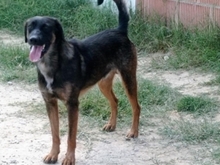 WIFI, Hund, Mischlingshund in Spanien - Bild 13
