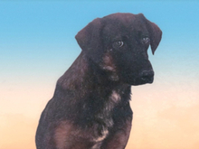 WIFI, Hund, Mischlingshund in Spanien - Bild 14