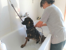 WIFI, Hund, Mischlingshund in Spanien - Bild 15