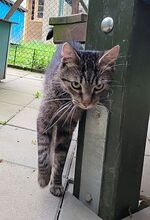 KODA, Katze, Hauskatze in Großröhrsdorf