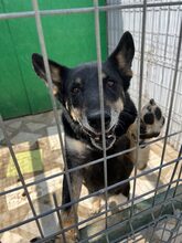 LIAM, Hund, Mischlingshund in Rumänien