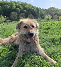 CARL, Hund, Mischlingshund in Solingen