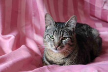HUNA, Katze, Hauskatze in Bulgarien - Bild 5
