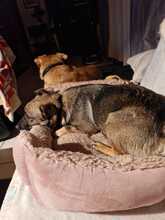 MISSMARPEL, Hund, Welsh Corgi Pembroke-Schäferhund-Mix in Olfen - Bild 3