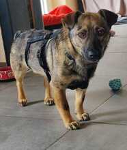 MISSMARPEL, Hund, Welsh Corgi Pembroke-Schäferhund-Mix in Olfen - Bild 7