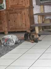 MISSMARPEL, Hund, Welsh Corgi Pembroke-Schäferhund-Mix in Olfen - Bild 9