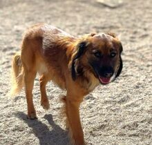 SCHOKO, Hund, Mischlingshund in Liebenburg - Bild 10