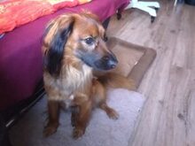 SCHOKO, Hund, Mischlingshund in Liebenburg - Bild 11