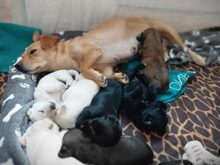 SCHOKO, Hund, Mischlingshund in Liebenburg - Bild 12