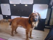 SCHOKO, Hund, Mischlingshund in Liebenburg - Bild 7