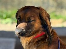 SCHOKO, Hund, Mischlingshund in Liebenburg - Bild 8