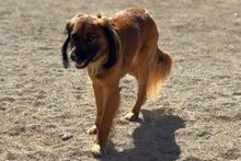 SCHOKO, Hund, Mischlingshund in Liebenburg - Bild 9