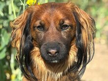 SCHOKO, Katze, Mischlingshund in Liebenburg - Bild 1