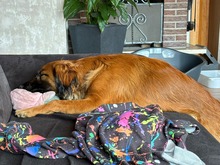 SCHOKO, Katze, Mischlingshund in Liebenburg - Bild 3