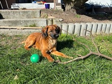 SCHOKO, Katze, Mischlingshund in Liebenburg - Bild 4