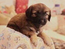 SCHOKO, Katze, Mischlingshund in Liebenburg - Bild 5