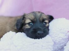 SCHOKO, Katze, Mischlingshund in Liebenburg - Bild 6