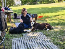 IVANA, Hund, Mischlingshund in Kassel - Bild 10