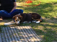 IVANA, Hund, Mischlingshund in Kassel - Bild 11
