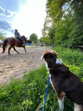 IVANA, Hund, Mischlingshund in Kassel - Bild 13