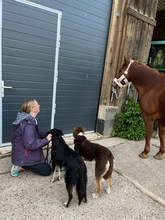 IVANA, Hund, Mischlingshund in Kassel - Bild 14