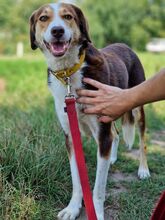 IVANA, Hund, Mischlingshund in Kassel - Bild 15
