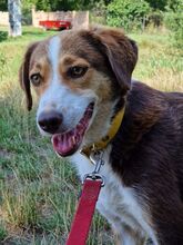 IVANA, Hund, Mischlingshund in Kassel - Bild 16