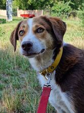 IVANA, Hund, Mischlingshund in Kassel - Bild 17